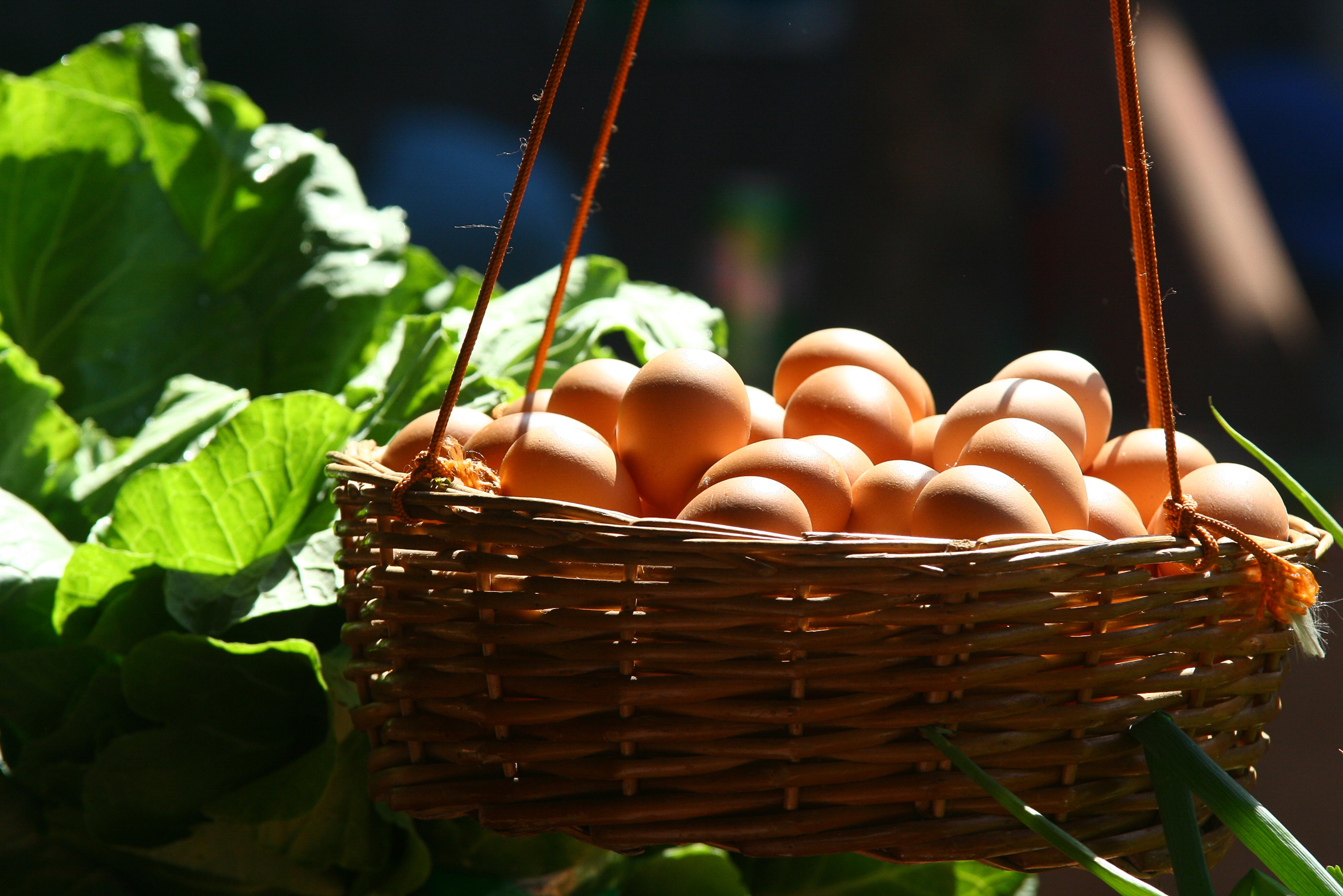 T.W. Munden & Son Eggs